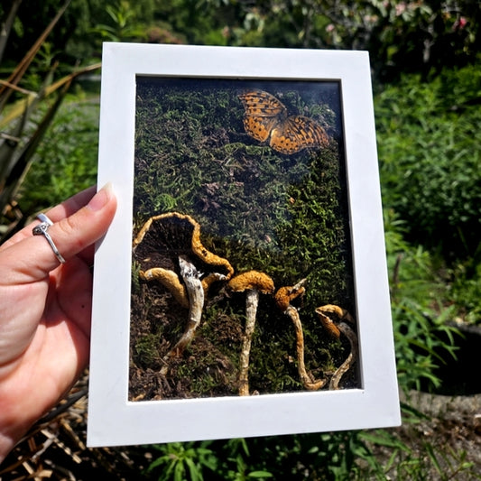 Framed Hydaspe Fritillary butterfly & mushrooms (maybe magic😉)oddities